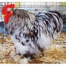 Mature birds are black with some of the feathers ending with a white v. Cackle Hatchery White Cochin Bantam Chicken Straight Run Male And Female 323 Blain S Farm Fleet