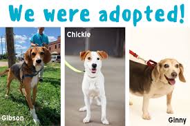 The fee is calculated prior to authorization, so that you may either proceed or cancel the transaction. We Were Adopted June 10 16 2019 Richmond Spca