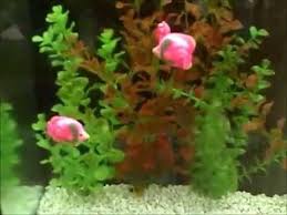 Shop.alwaysreview.com has been visited by 1m+ users in the past month Fake Fish Aquarium Youtube