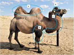 As with most hybridization, the aim in crossing camels has been to produce a better camel, in this case a more robust individual, stronger as a. Dromedary Camelus Dromedarius And Bactrian Camel Camelus Bactrianus Crossbreeding Husbandry Practices In Turkey And Kazakhstan An In Depth Review Pastoralism Full Text