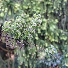 Munich Germany Munchen Deutschland Untergiesing Rosengarten An Der Isar Nach Fruhlingsregen Munchen Deutschland Rosengarten Munchen