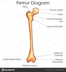 Femur Bone Diagram Medical Education Chart Of Biology For