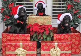 Click on a number to view those needing rescue in that state. Flat Coated Retriever Society Of America Posts Facebook
