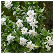 However, a few frost proof gardenia varieties can now be grown more reliably in usda climate zone 7 and even 6. Gardenia Frostproof 1pc National Plant Network U S D A Hardiness Zone 7 11 Target