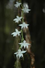 Image result for Aerangis appendiculata
