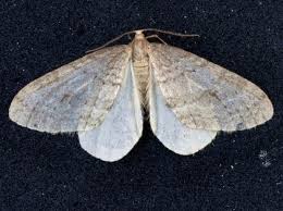 Image result for Operophtera fagata