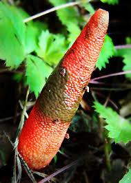 Image result for Mutinus elegans