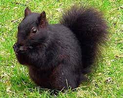 The Pack Of Mutant Black Squirrels That Are Giving Britain S Grey Population A Taste Of Their Own Medicine Black Squirrel Cute Squirrel Squirrel Pictures