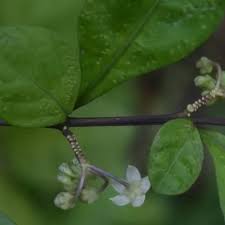 Image result for Solanum sp.no.2