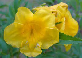 We did not find results for: Indian Yellow Flowers Bright Yellow Flowers Planted All Ov Flickr