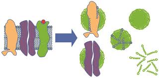 Detergents In Membrane Protein Purification And Crystallisation |  Springerlink