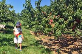 Maybe you would like to learn more about one of these? 8 Places You Can Pick Your Own Strawberries On Long Island Edible Long Island