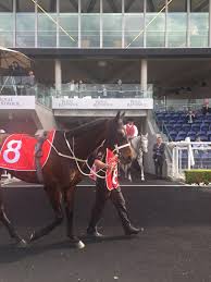 The plural form of thoroughbred is thoroughbreds. Winx Horse Wikipedia