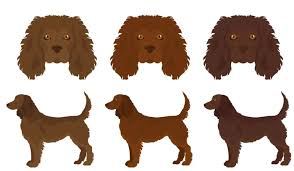 Image result for americký vodní španěl