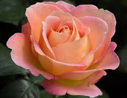 The most common orange tea roses material is porcelain & ceramic. Elle Star Roses And Plants