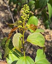 Image result for Croton polytrichus