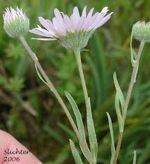 Image result for Heterotis decumbens