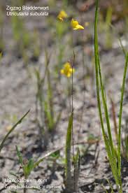 Image result for Utricularia subulata
