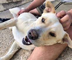 Labrador puppies for adoption london. Labrador Cross Dogs For Adoption