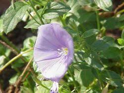 Image result for Convolvulus farinosus