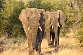 Elephants are grayish to brown in colour, and their body hair is sparse and coarse. Tracking Elephant Rumbles Without Breaking The Bank Physics World