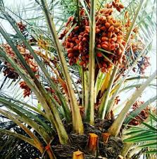 Medium tree with dark foliage. Brown And Black Grade Iranian Dates Rs 250 Kilogram Safa Marwah Inc Id 20877529548
