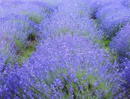 Image result for Lavandula angustifolia Vera