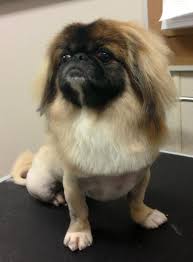 Pin Na Doshci Pekines