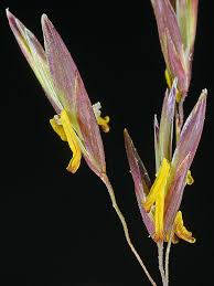 Image result for Bromus  inermis