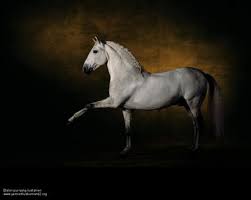 Explore origin 0 base skins used to create this skin; Perfect Dressage Horses Animals Background Wallpapers On Desktop Nexus Image 441385