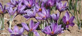 Saffron Crocus Sativus Zafran Saffron Noons Info Saffron Crocus Crocus Saffron