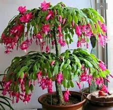 Beautiful Grafted Christmas Cactus Schlumbergera Bridgesii Plants Cacti And Succulents Cactus Plants