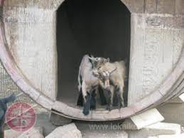Bonnheimer Hof Hackenheim Duisburg Lokalkompass De Hof Duisburg Tierpark