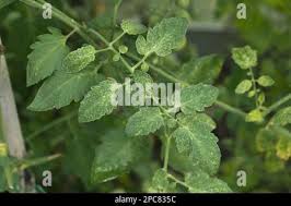 Image result for Tetranychidae grapevine