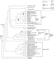 Image result for Asparagus minutiflorus