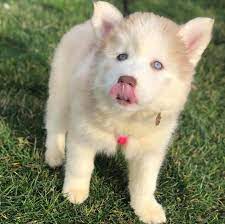 Aberdeen terrier affenpinscher afghan hound african lion hound airedale terrier akbash akita akita inu alapaha blue bulldogs alaskan husky alaskan klee kai alaskan malamute alpine mastiff alsatian american black and tan coonhound american. Sk Siberian Husky Puppies Home Facebook