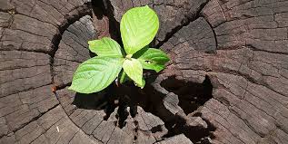 Maybe you would like to learn more about one of these? Rediscovering Identity And Self Acceptance After The Loss Of A Loved One Bphope Com