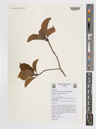 Image result for Hymenodictyon parvifolium