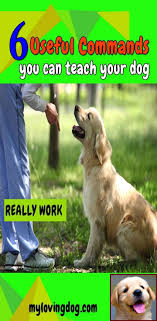 House Training A Puppy Uk And Dog Training Courses Tafe Qld Dog Training Books Dog Training Obedience Dog Training Techniques
