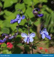 Image result for Rotheca