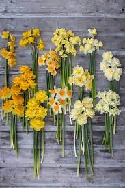 Floret Flower Farm S Favorite Narcissus Farms Favorite Floret Flower Narcissus Spring Garden Flowers Flower Farm Daffodils