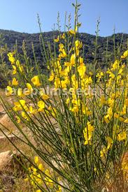 Image result for Spartium