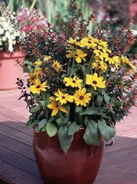 10 Of Our Best Butterfly Container Garden Ideas Container Gardening Container Flowers Black Eyed Susan