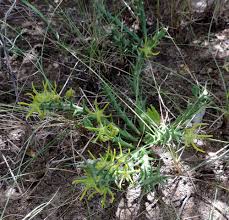 Image result for Orbea rogersii