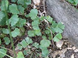 Image result for Actiniopteris dimorpha