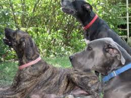 We will not refund any deposits received to anyone once you are placed in line even if the puppies weren't visually appealing to you. Great Dane Puppies In Ohio