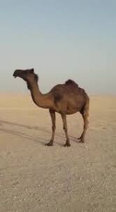 Check spelling or type a new query. Product S And Add S In Mauritania Your Search Fo Ø§Ø¨ÙˆØµÙ„Ø¹Ø§ 3rbbazaar Com Buy New And Used Item Online