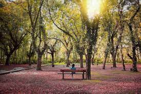 Semua jadwal pertunjukkan besera waktu dan tempatnya dapat anda lihat di bagian jadwal buka taman safari prigen pada artikel ini. Lokasi Penangkaran Rusa Maliran Blitar Dan Harga Tiket Masuk