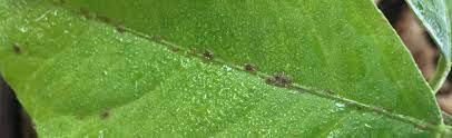 Originating from 2000s anime communities. Organic Control Of Scale On Indoor Citrus Plants Melinda Myers