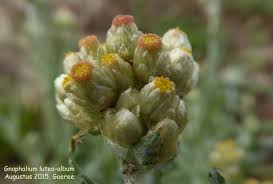 Image result for Pseudognaphalium luteo-album